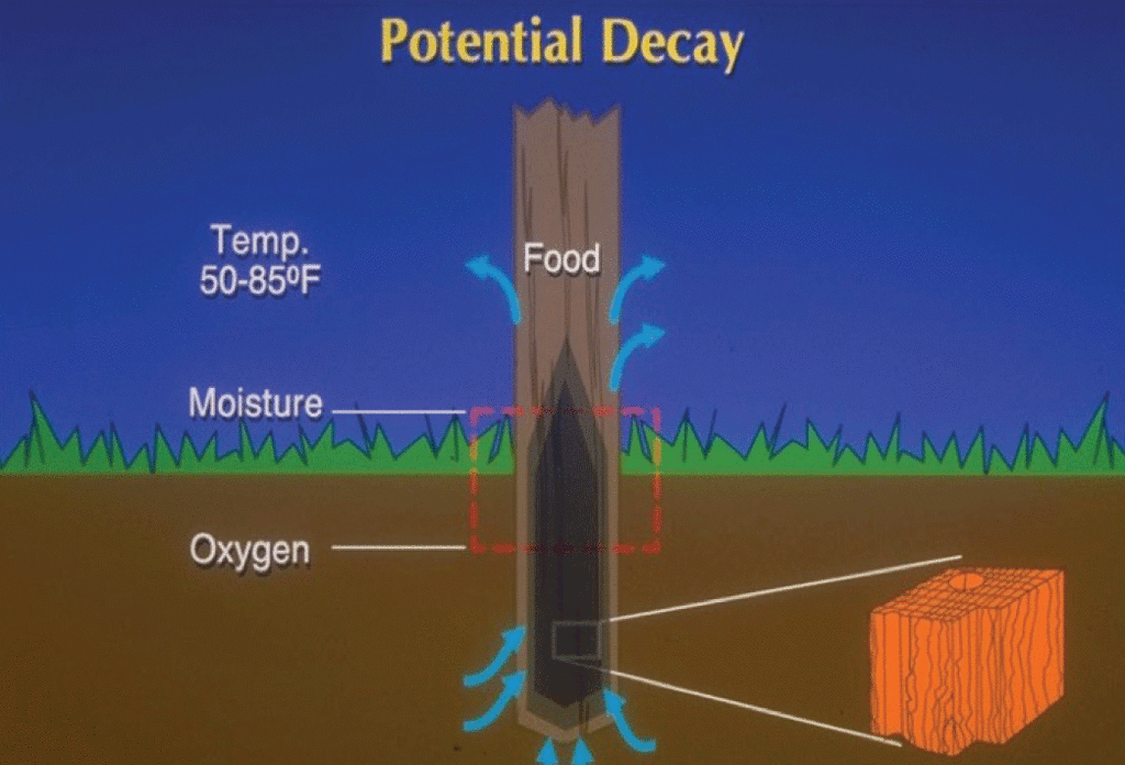 Figure 2. Effects of potential decay on wooden poles